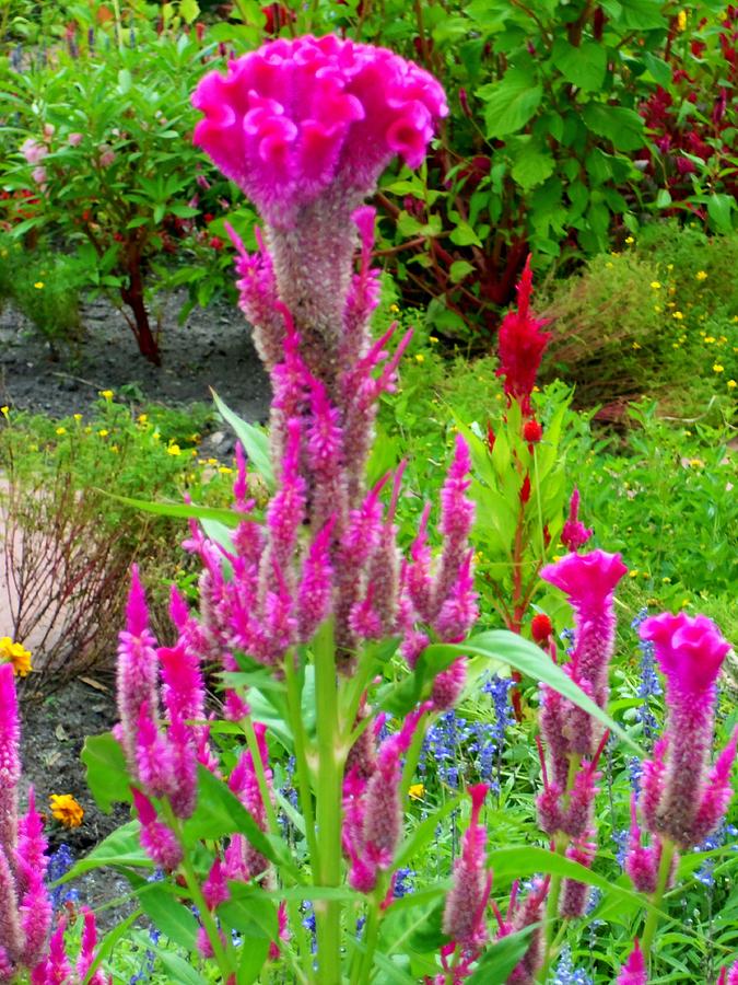 Celosia 1 Photograph by Ron Kandt