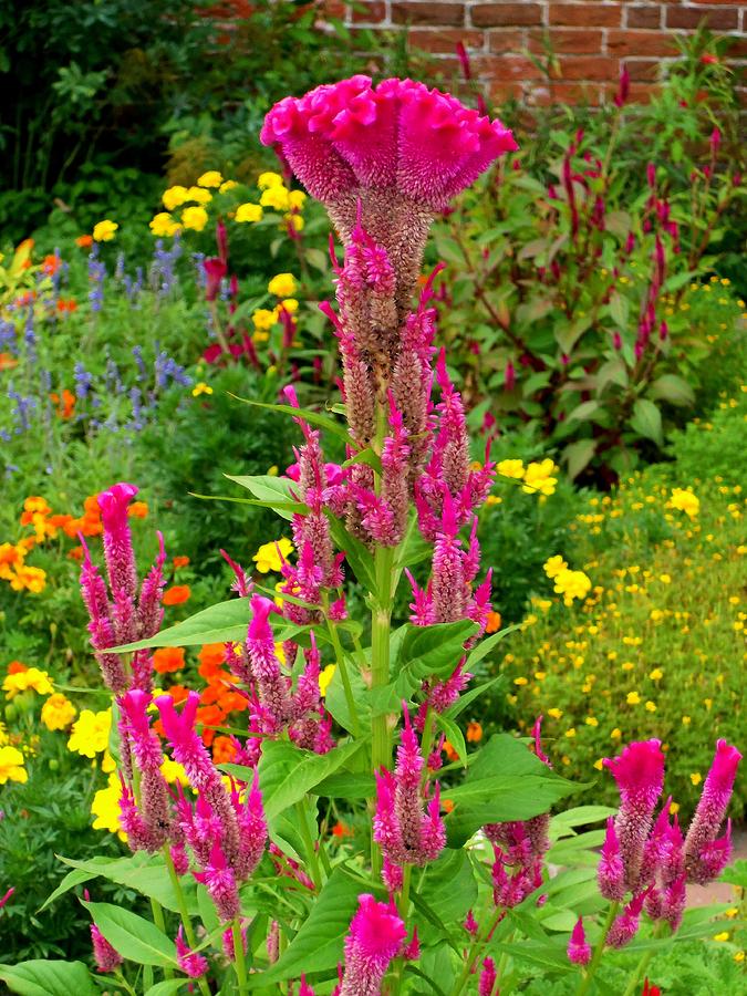 Celosia 2 Photograph by Ron Kandt