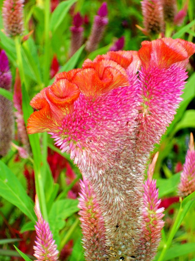Celosia 3 Photograph by Ron Kandt