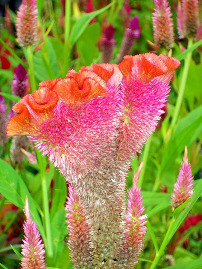 Celosia 4 Photograph by Ron Kandt