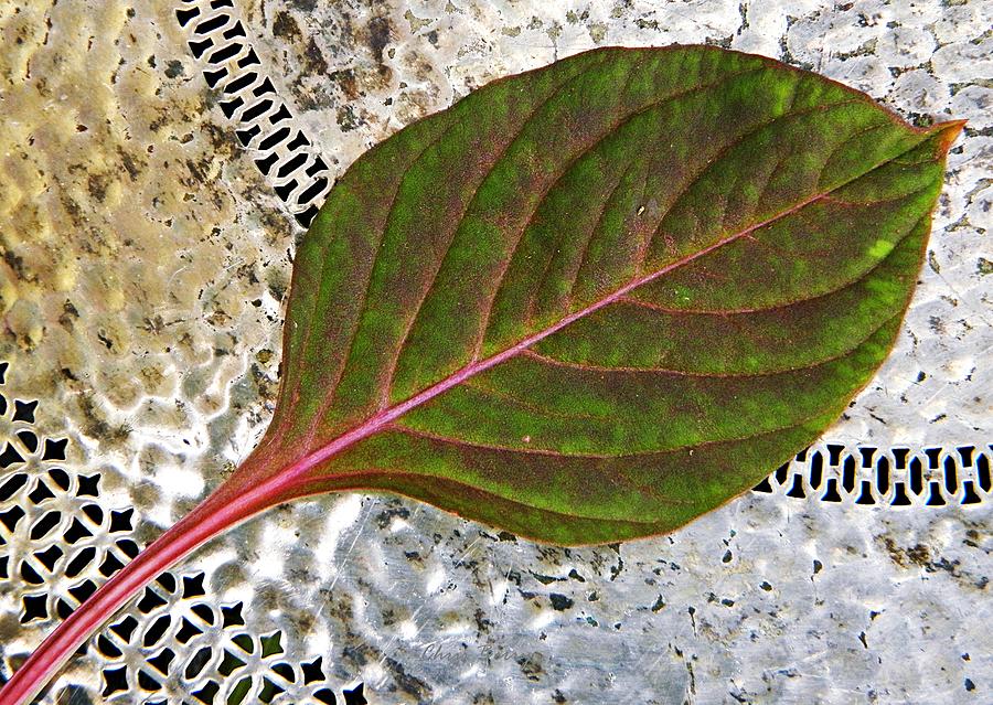 Celosia Foliage Photograph by Chris Berry