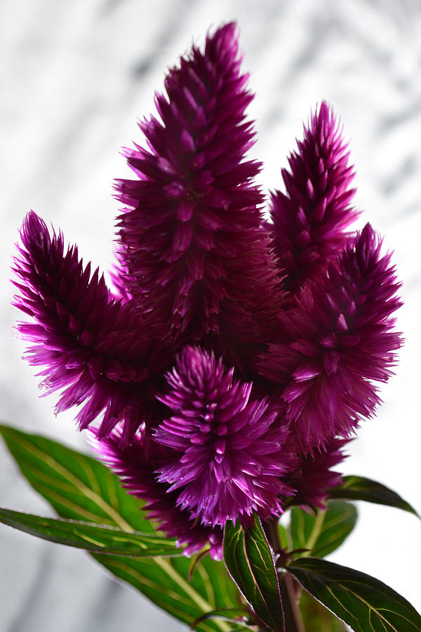 Celosia Photograph by Terence Davis