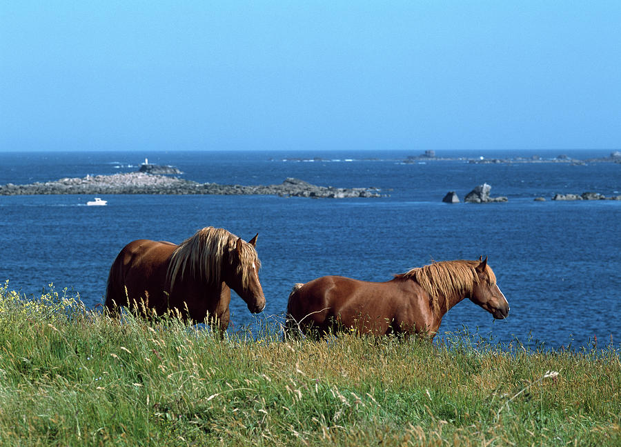Celtic Horses Standing On Shore Photograph by Panoramic Images