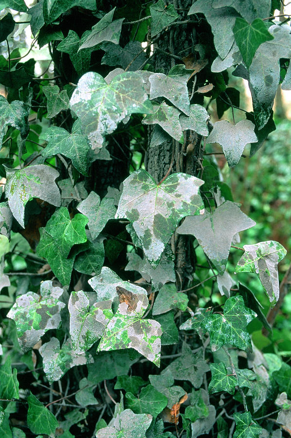 Cement Dust On Ivy Leaves Photograph by Science Photo Library Cement Dust On Ivy Leaves Photograph by Science Photo Library