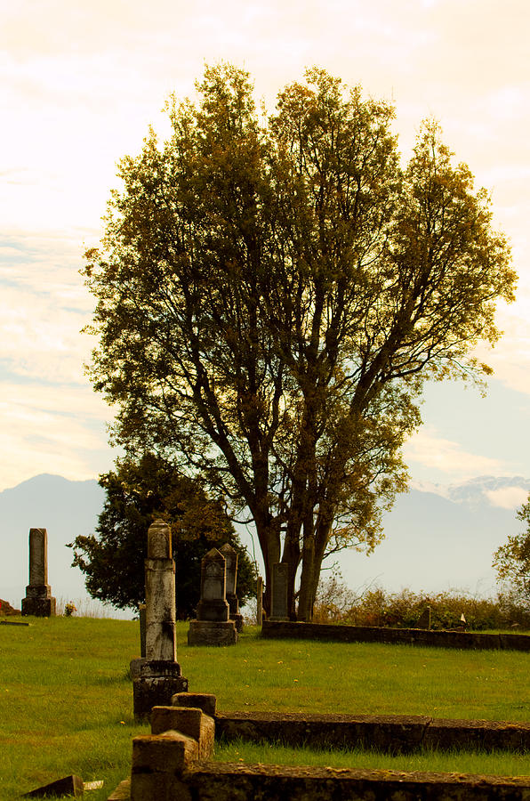 Cemetery As Evening Approaches - Tree Photograph by Marie Jamieson