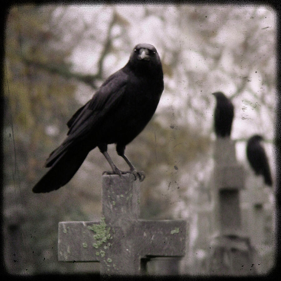 Gather Ye Crows Photograph by Gothicrow - Fine Art America