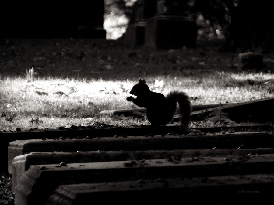 Cemetery Squirrel Photograph by Dark Whimsy