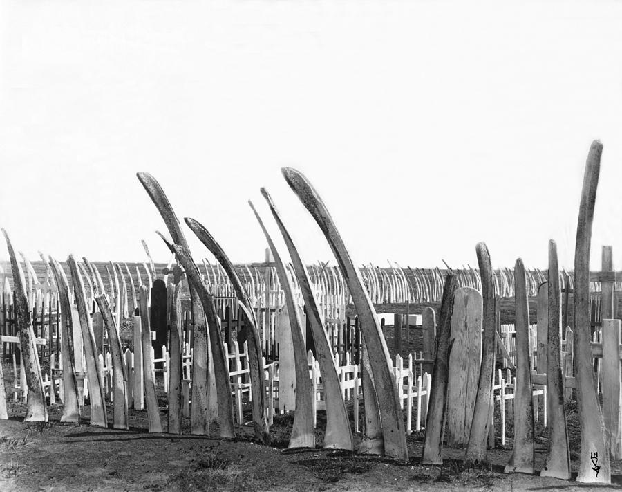 Native American Photograph - Cemetery Whale Bone Fence by Underwood Archives