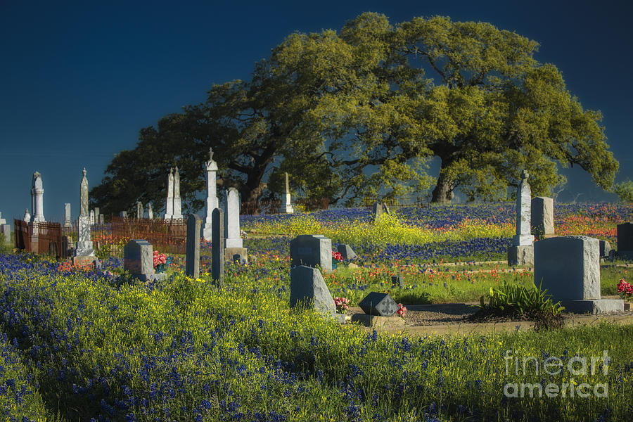Cemetery Wildflowers Photograph by Richard Mason