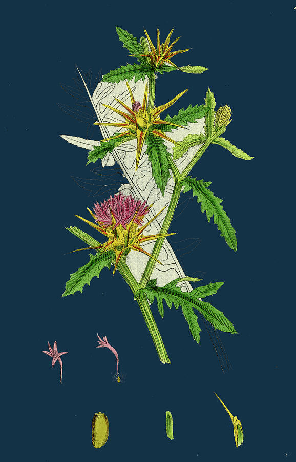 Centaurea Calcitrapa Star-thistle Drawing by English School - Pixels