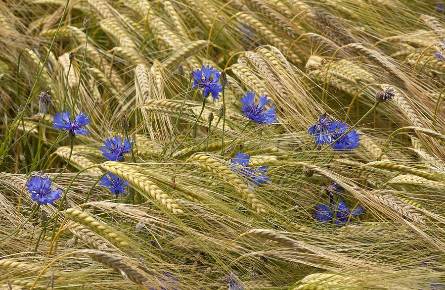 Summer Photograph - Centaurea cyanus and Wheat by Science Photo Library