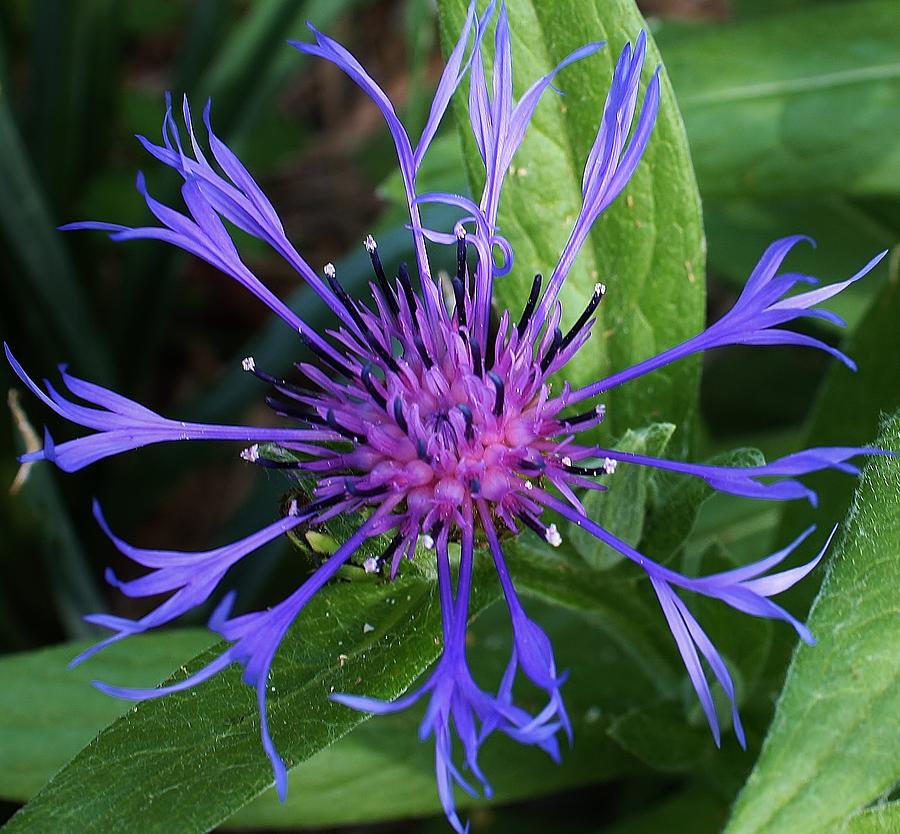 Centaurea Montana Photograph by Bruce Bley - Fine Art America