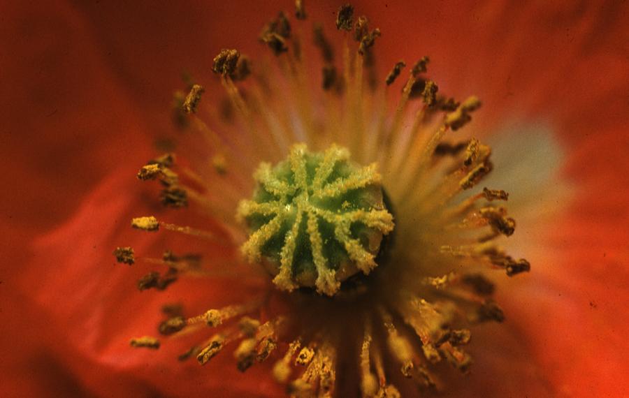 Center of a Poppy Flower Photograph by Retro Images Archive