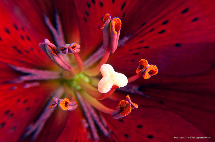 Center of a Red Lily  Photograph by Eric Rundle