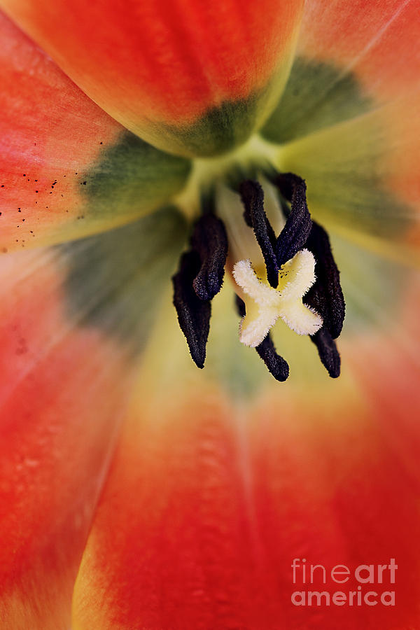 Center of a Tulip Photograph by Stephanie Frey