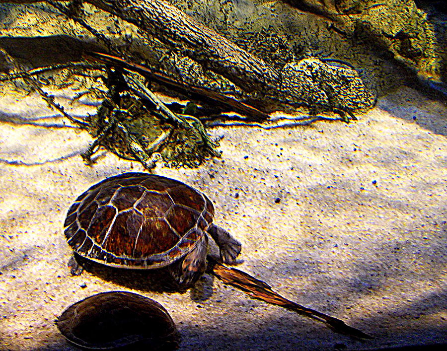 Turtle Photograph - Center of Attention by Pamela Hyde Wilson