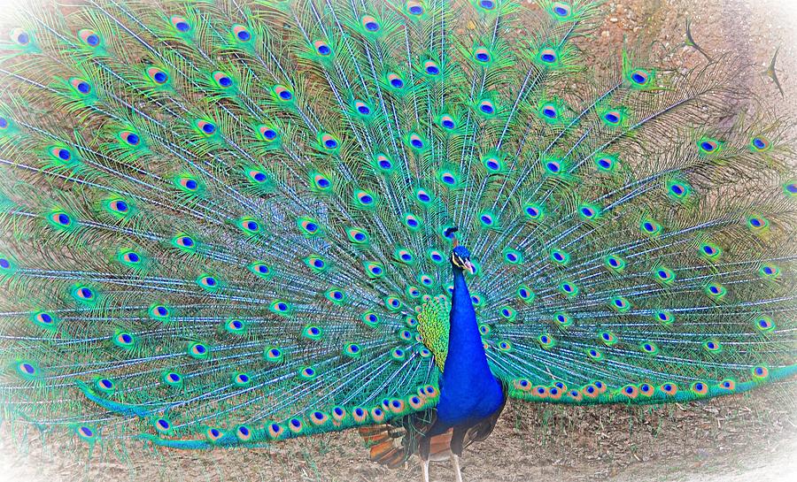 Peacock Photograph - Center of Attention by Tazz Anderson