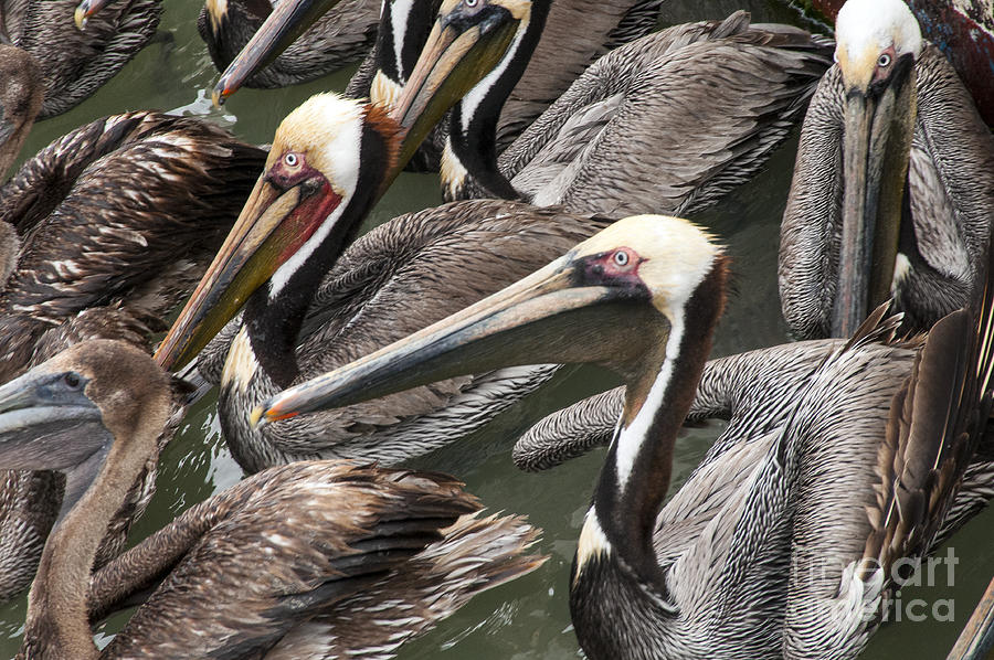 Corpus Christi Photograph - Center of Attraction by Bob Phillips
