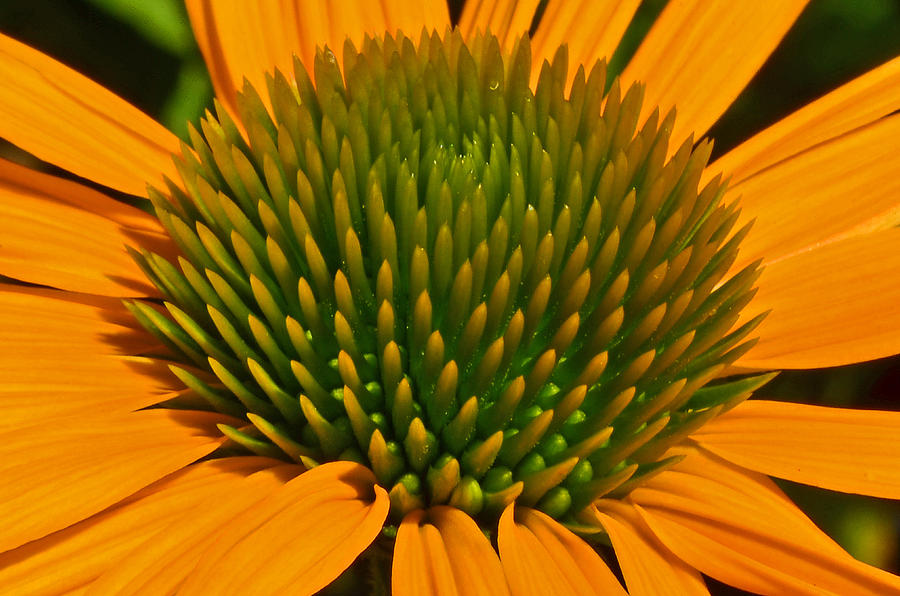 Center  of Cone Flower Photograph by Tikvahs Hope