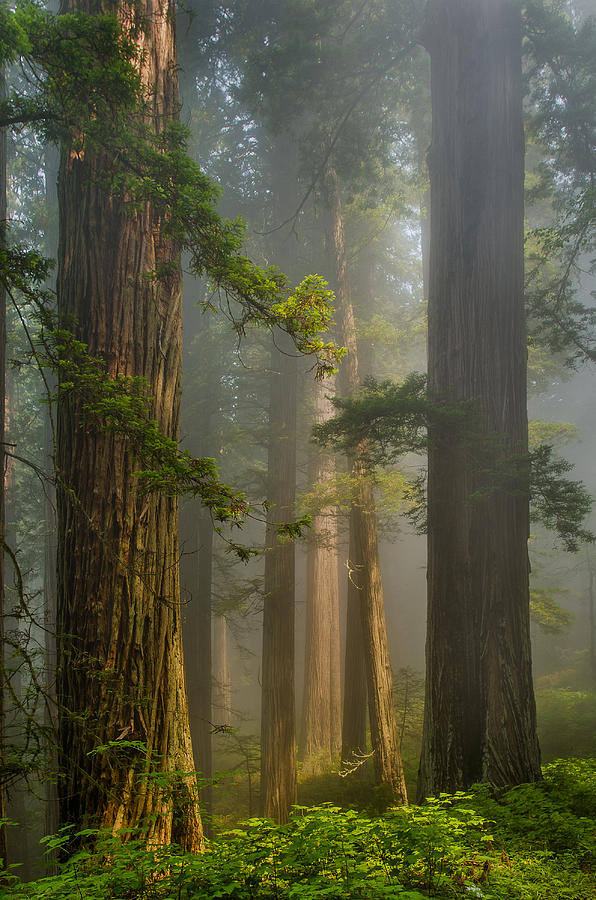 Center of Forest Photograph by Greg Nyquist