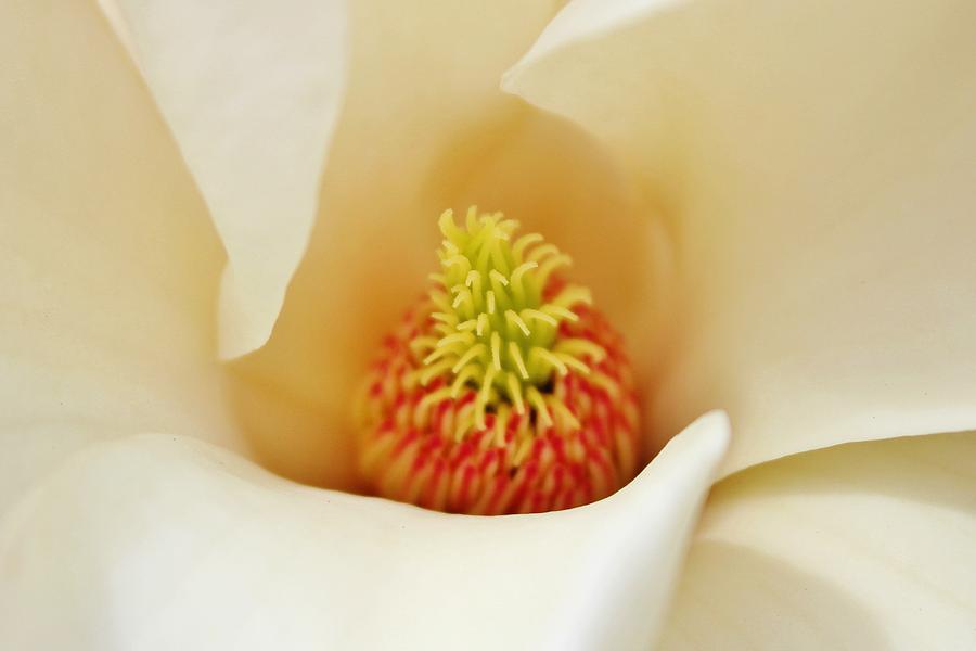 Magnolia Movie Photograph - Center Of Magnolia Flower by Cynthia Guinn