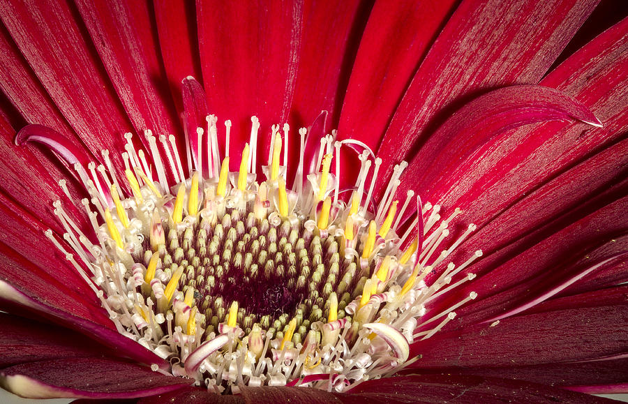 Center of Red Gerbera Photograph by Jean Noren