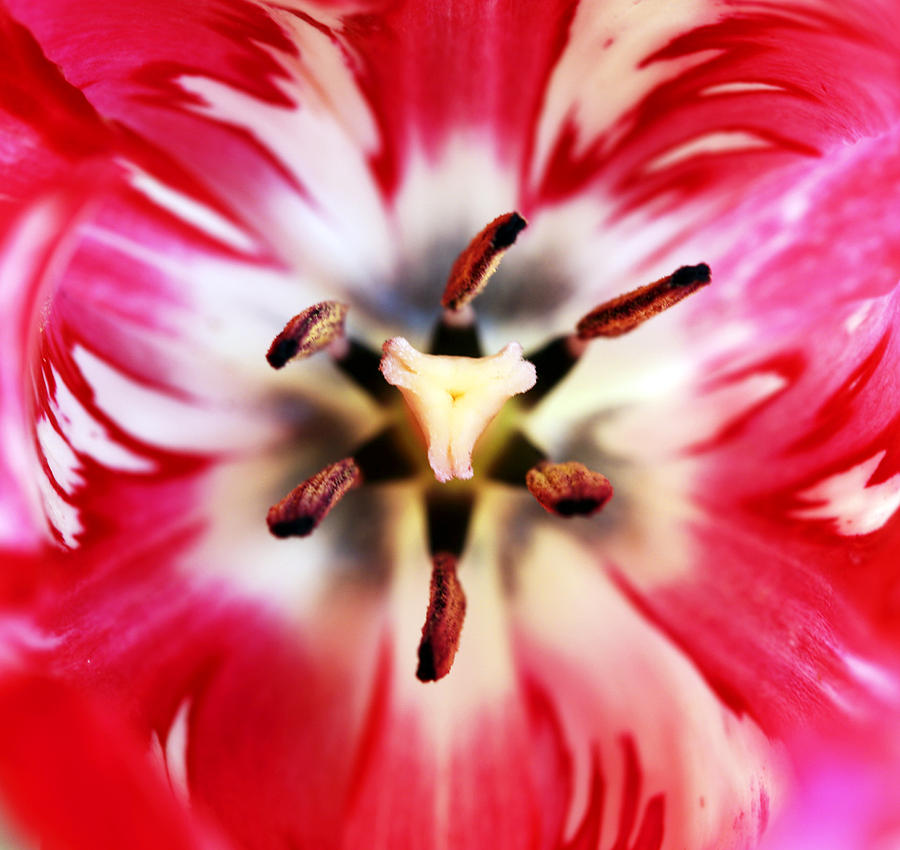 Center of the Tulip Photograph by Marilyn Hunt