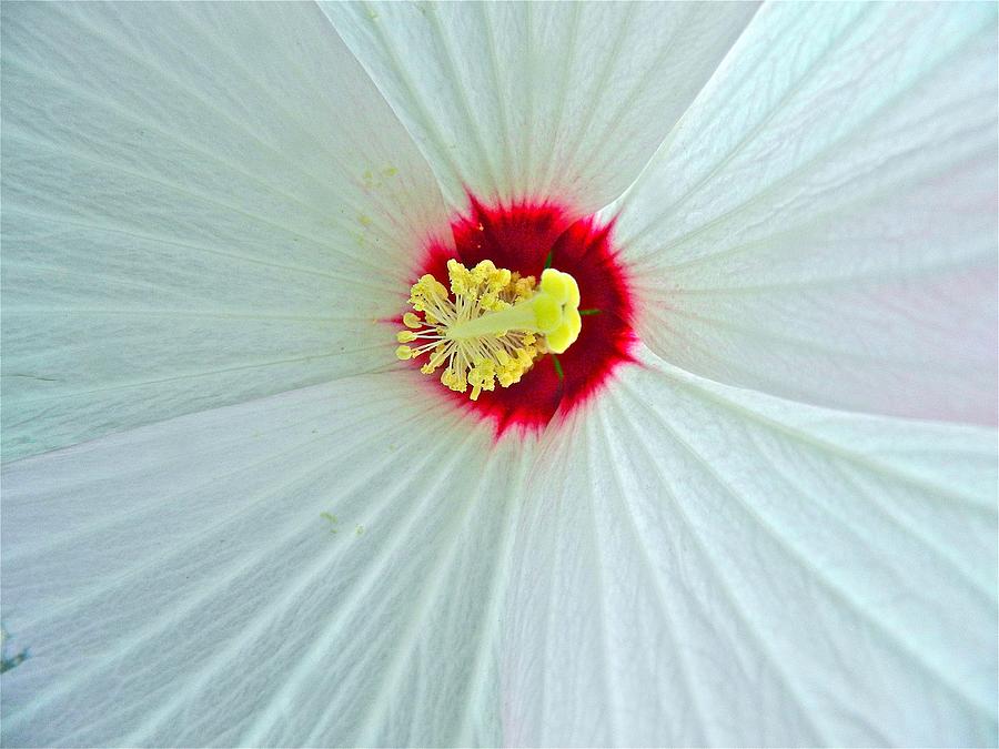Flower Photograph - Center of the Universe by Randy Rosenberger