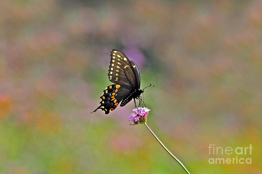 Center Stage Swallowtail and Purpletop Photograph by Byron Varvarigos