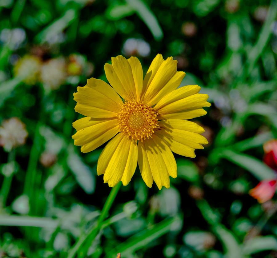 Centered Photograph by Kathi Isserman | Fine Art America