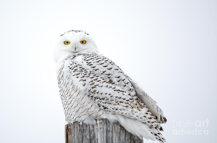 Centered Snowy Owl Photograph by Cheryl Baxter