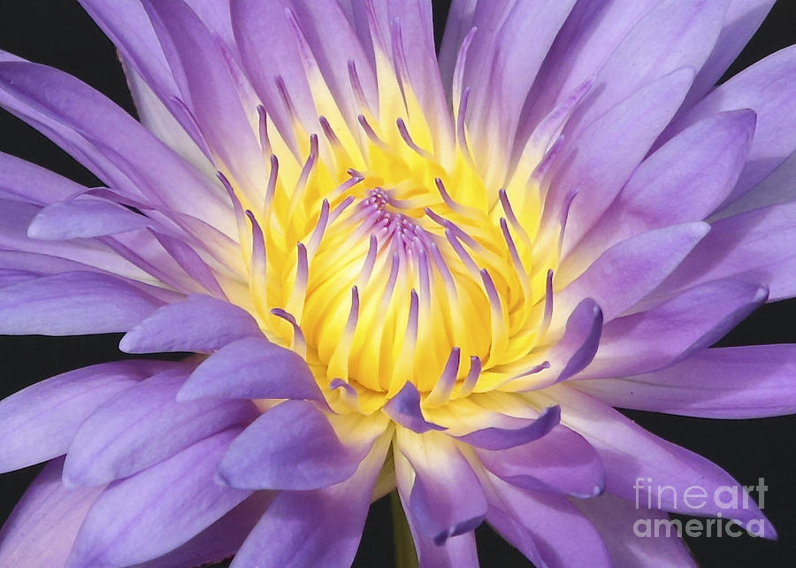 Centered - Water Lily Photograph by Carol Groenen
