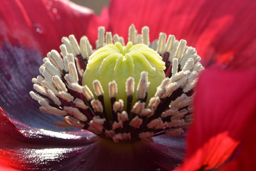 Centerpiece  Poppy 003 Photograph by George Bostian