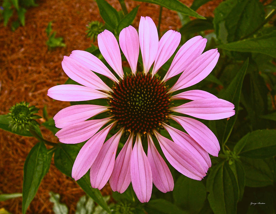 Centerpiece Purple Coneflower 005 Photograph by