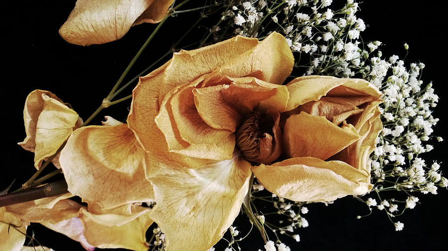 Rose Photograph - Centerpiece by Tanya Jacobson-Smith