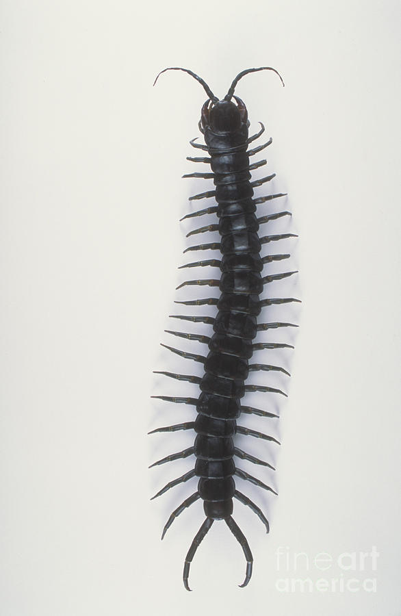 Centipede Photograph by Barbara Strnadova - Fine Art America