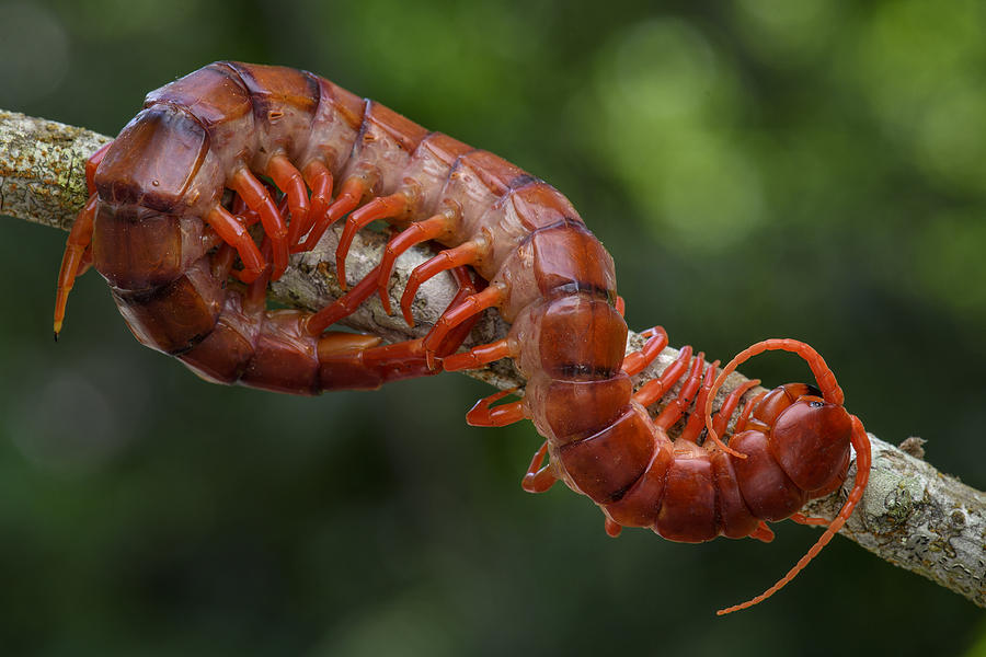 Centipede Malaysia Photograph by Chien Lee