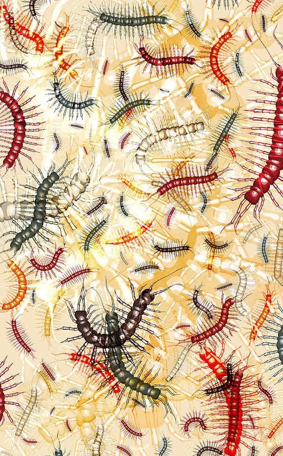 Centipede Digital Art by Matthew Lindley