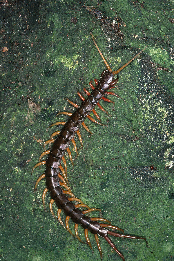 Centipede Photograph by Simon D. Pollard