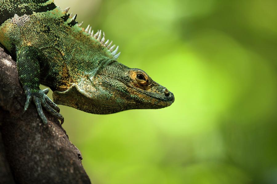 Central American Green Iguana Photograph by Paul D Stewart