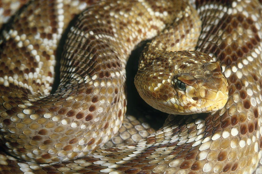 Central American Rattlesnake Photograph by Steve Cooper