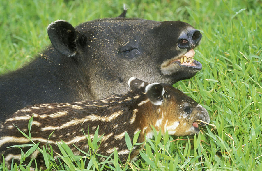 Central American Tapirs Photograph by M. Watson