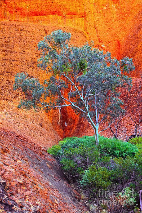 Central Australia Photograph by Bill  Robinson