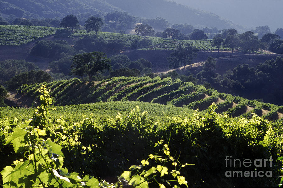 Central California Vineyard Photograph by Craig Lovell