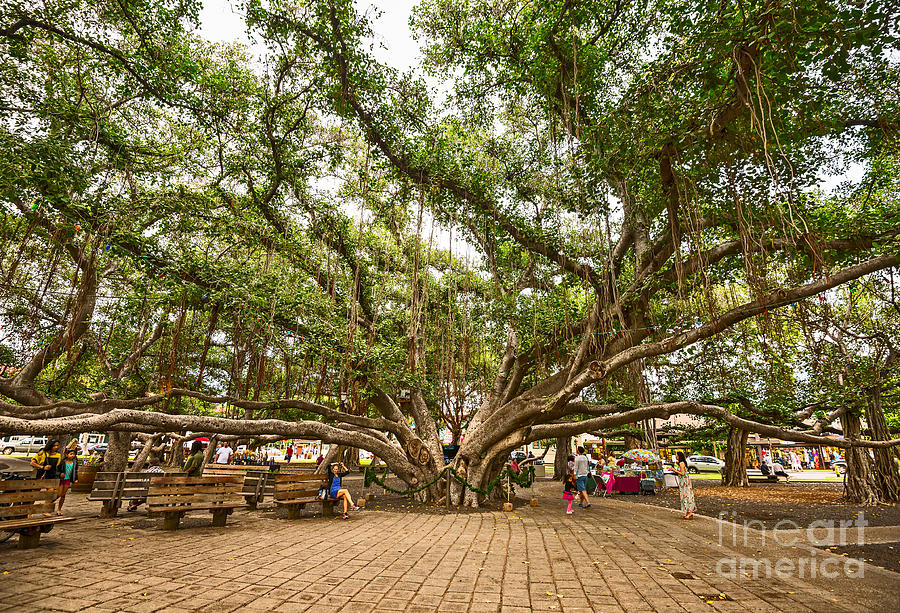 Unique Photograph - Central Court - Banyan Tree Park in Maui. by Jamie Pham