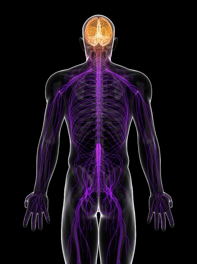 Central Nervous System Photograph by Sciepro/science Photo Library