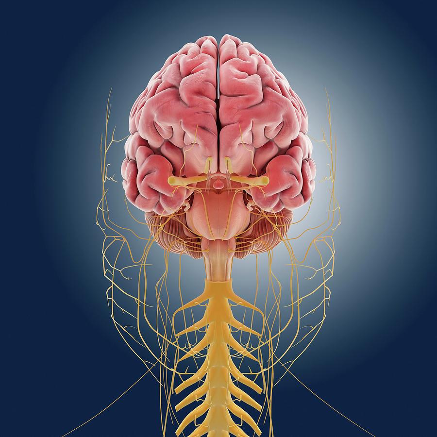 Central Nervous System Photograph by Springer Medizin/science Photo Library