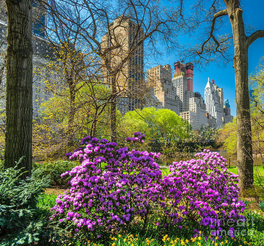 Central park - New York City #1 Photograph by Luciano Mortula