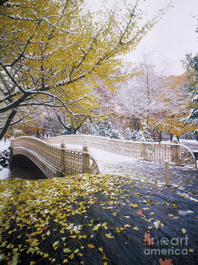 Central Park After A Late Fall Snow, Nyc Photograph by Rafael Macia