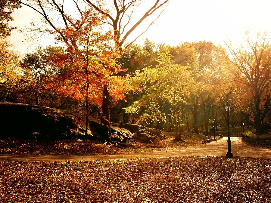 New York City Photograph - Central Park Autumn Trees in Sunlight by Vivienne Gucwa